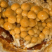 Мицелий Опенка намеко / Фолиота намеко (Pholiota nameko)